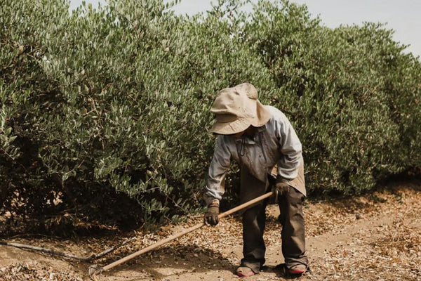 Jojobino ulje: Zlatno čudo
