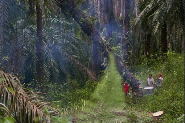 Permakultura na Sumatri: Regenerativno ulje pačulija